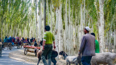 Uighur people travel along birch tree lined roads to the weekly market at Yopurga near Kashgar in Xinjiang